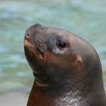 Tribes support sea lion removal legislation