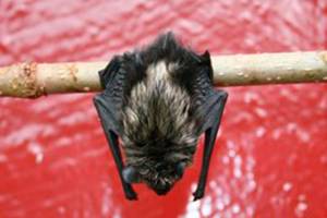 Officials: Two rabid bats found in Auburn