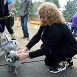 Mayor Nancy Backus meets Benjamin Button, age 14, from Old Dog Haven, a foster home for senior dogs. At left is Tuggerbee, age 17. RACHEL CIAMPI, Auburn Reporter