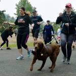 Runners, walkers, joggers and talkers take off at the start the Rover Romp at Roegner Park last Saturday. RACHEL CIAMPI, Auburn Reporter