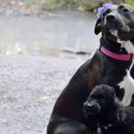 Dog day: Barkfest, Rover Romp return to the park