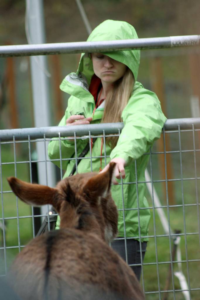 A visitor greets the one of the farms friendly inhabitants. MARK KLAAS, Auburn Reporter