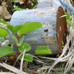 West Auburn students push for cleaner, safer grounds