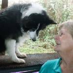 Sandra Katzen talks to Pixi, 12, one of her border collies who occasional competes during a pause in morning training at the Vortex Agility and Dog Training center on Kents East Hill. Katzen, who has trained, competed and served as a judge in the sport of agility dogs for 30 years, recently was inducted into the United States Dog Agility Association (USDAA) Hall of Fame. MARK KLAAS, Auburn Reporter