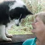 Auburn woman blazes a trail for dogs