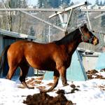 Stables open for winter training at Emerald Downs