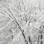 Auburn could get 6 inches of snow | Updated chart