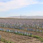 Fruit tree saplings are set in rows in the lower Yakima Valley. They are dependent on irrigation water partially from Kachess Lake, a popular destination for Puget Sound campers. Aaron Kunkler/Staff photo