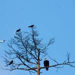 MARK KLAAS, Auburn Reporter