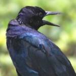 Celebration of the Crow