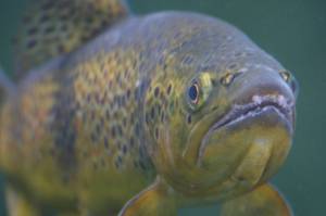 More hatchery fish needed