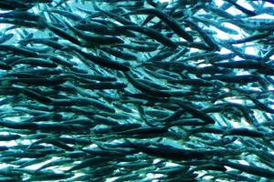 Volunteers needed to help restore salmon habitat in Green River Natural Area