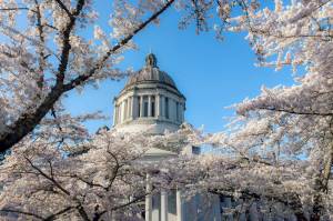 Cherry trees fully in bloom at the State Capitol Building in Olympia. Photo by Linda J. Smith