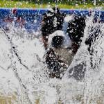 Bogart jumps far and plunges into a pool during the North America Diving Dogs (NADD) competition at Petpalooza on Saturday at Game Farm Park. Dock diving is one of the fastest growing sports for dogs. NADD is an organization working to enhance the sport with dock diving facilities and competitors throughout North America. RACHEL CIAMPI, Auburn Reporter