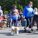 Walkers, talkers, joggers and runners participate in the Dog Trot on Saturday morning. RACHEL CIAMPI, Auburn Reporter