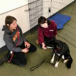 Interactive training at the ASPCA Behavioral Rehabilitation Center provides innovative techniques and best practices to support homeless dogs nationwide. ASPCA is partnering with the Auburn Valley Humane Society on a program that will help behaviorally challenged shelter dogs. COURTESY PHOTO, ASPCA