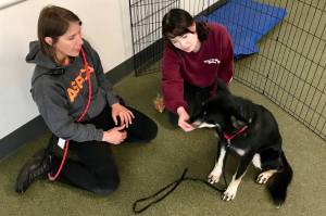 Auburn Valley Humane Society partners with ASPCA to help behaviorally challenged shelter dogs
