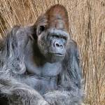 Pete, with his companion Nina, served as the foundation of the zoos gorilla program when he first arrived in Seattle in 1969. Photo courtesy of Dennis Dow / Woodland Park Zoo