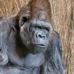 Pete, with his companion Nina, served as the foundation of the zoos gorilla program when he first arrived in Seattle in 1969. Photo courtesy of Dennis Dow / Woodland Park Zoo