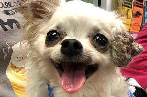 Auburn Valley Humane Society receives grant from Grey Muzzle to help senior dogs