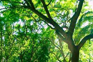 Vote yes on the King County Parks Levy | GUEST OP