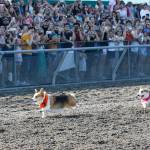 Corgis cuteness abounds at Emerald Downs