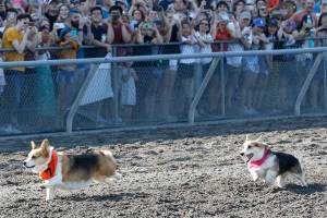 Corgis cuteness abounds at Emerald Downs