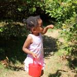 Mona Guerrier, 3, searches for blueberries at the Higher Taste Blueberry Farm on Aug. 13. OLIVIA SULLIVAN, Federal Way Mirror
