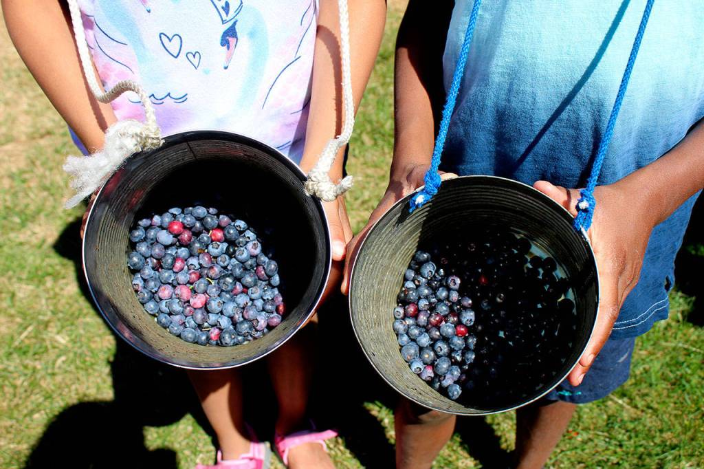 Siblings 9-year-old Ava Guerrier, left, and 8-year-old August Guerrier show off their blueberry findings on Aug. 13. OLIVIA SULLIVAN, Federal Way Mirror