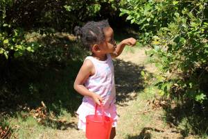Preserving the tradition of Higher Taste Blueberry Farm
