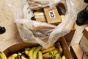$1M worth of cocaine found in banana boxes shipped from Auburn warehouse