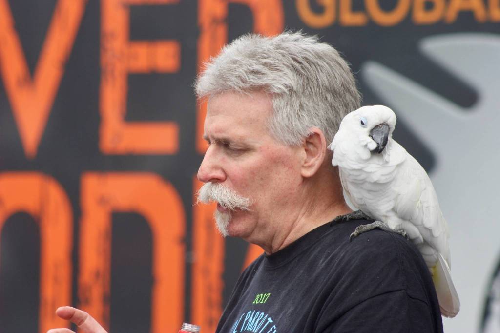 Auburns Russ Campbell and Charlie, an umbrella cockatoo, greet guests during the downtown Auburn Main Street Festival on Saturday. Campbell is with the Flight Club Foundation, a nonprofit organization focused on improving parrot welfare and supporting conservation and research. MARK KLAAS, Kent Reporter