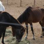 One of Hunters herds, located in King County, is fed a batch of hay. Horses, like these, are being housed on properties in numerous counties. Landowners allege that their owner hasnt provided enough food or medical attention. Ashley Hiruko/staff photo
