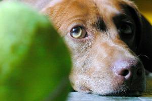 Auburn Valley Humane Society Thrift Store celebrates 5 successful years