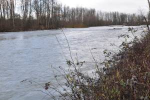 The flood-prone White River along the banks of Pacific. RACHEL CIAMPI, Auburn Reporter