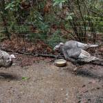 Turkeys Nonni, Noelle, November and Nora at Rooster Haus Rescue in Fall City. Natalie DeFord/staff photo