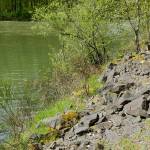 State awards salmon grant for Middle Green River