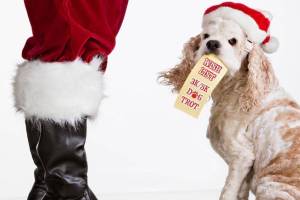 Race registration for Auburn’s Dog Trot 3K/5K Fun Run is $10 through Dec. 24