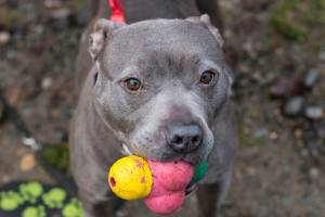City nixes dog-breed specific regulations to square with new state law