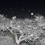 Snow, icy conditions force schools to close; affect roads and services