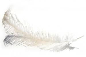 Carving feathers into intricate art; Maynard talks about his craft Feb. 26