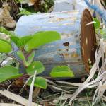 Spring cleaning made easy – the fresh and healthy way