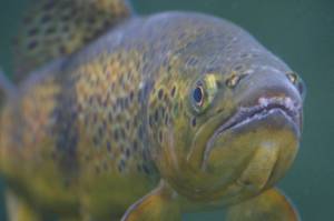 King County Flood Control District commits to environmental partnership