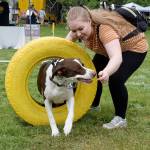 Emma Haddon has her dog Leo run through the tire. FILE PHOTO, Auburn Reporter