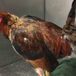 Officers raid alleged cockfighting operation in Kent