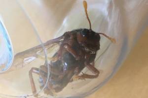 Here is the critter Scott Seagren found on his property on Green Valley Road. Although it has not been confirmed, Seagren said he has his doubts its a murder hornet. Courtesy photo