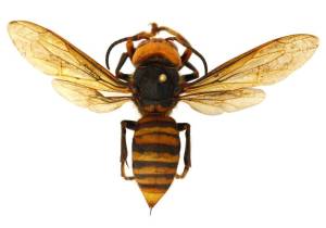 Asian giant hornet (Vespa mandarinia) is the worlds largest species of hornet.                                 Courtesy of WSDA