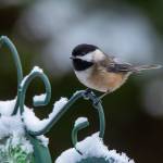 A Black-capped Chickadee. Photo courtesy of RAS President Jay Galvin