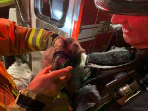 Firefighters give aid to a cat while responding to an apartment fire Jan. 15 in the 1200 block of Auburn Way South. Photo courtesy of Valley Regional Fire Authority