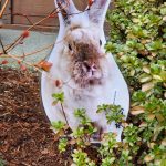 Auburns newest spring event, Peter Cotton Trail, invites seniors, adults without children, and families to root the elusive Easter Buuny from his many dens and hidey holes in Auburns parks and trails this weekend, and perhaps win prizes. Courtey photo, city of Auburn.